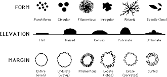 Bacterial Morphology Chart Biology Science Nature