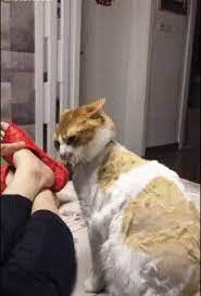 Do Not Make Me Angry Gif Funny Cat Videos Sassy Cat Funny Animal Videos