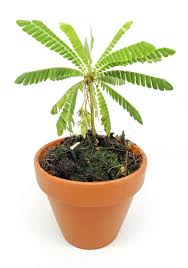 Image result for Biophytum