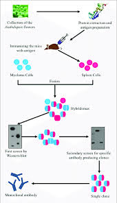 Flowchart Of Systematically Generating Monoclonal Antibodies