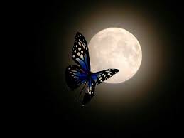 Pin De Fantasy En Luna Luna Linda Noche Mariposas