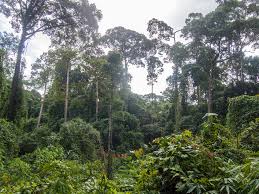 Image result for Dipterocarpaceae