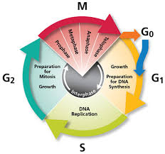 These cells may all be. The Cell Cycle Mitosis And Meiosis Rk S Website