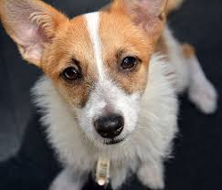 So which one is going to be the perfect pup for you? Jack Russell With Pomeranian Novocom Top