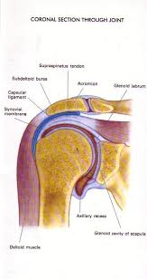 The shoulder is actually composed of four joints, namely glenohumeral joint, acromioclavicular joint, sternoclavicular joint and scapulothoracic joint. Shoulder Renwick Sports Physiotherapy Orthopaedic Centre