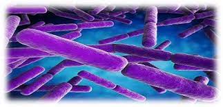 Botulism symptoms include vision problems, slurred speech and muscle weakness. Fact Sheet Clostridium Spp Microbial Identification Maldi Tof