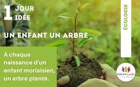Quand et comment planter un arbre : 1 Enfant 1 Arbre Celebrer Chaque Naissance Par Un Arbre Plante