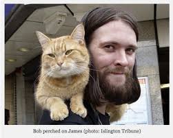 Dr Seuss Books A Street Cat Named Bob (2016)