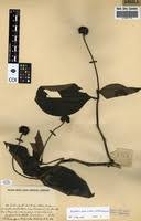 Image result for Psychotria peduncularis