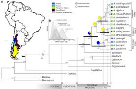 Image result for Dichilus