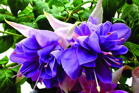 Find the perfect plants for sun or shade in a wide range of beautiful colors and textures. Giant Trailing Fuchsias Richard Jackson Garden