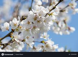 Free White Cherry Blossom Tree Photo Download In Png Jpg Format Cherry Blossom Tree Blossom Trees White Cherry Blossom