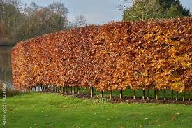 Image result for hornbeam hedge in winter