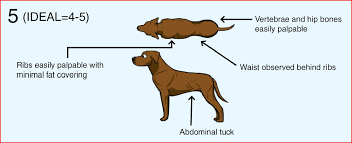 Is Your Dog Fit Or Fat Learn How To Body Condition Score