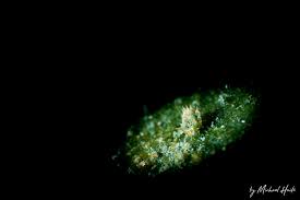 The leaf sheep sea slugs eat algae every once in a while just like many other sea creatures. The Leaf Sheep Nudibranch Costasiella Kuroshimae Scubablog