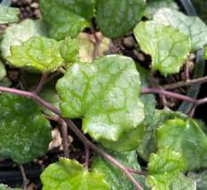 Image result for Senecio greenwayi