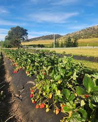 Littlewood Berry Farm