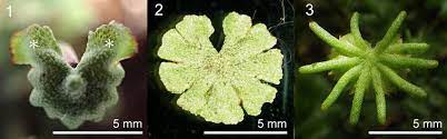 Check spelling or type a new query. Female Receptacles Of Three Marchantia Species Fig 1 M Paleacea Download Scientific Diagram