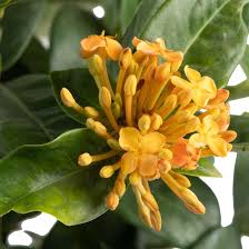 Image result for Ixora praetermissa