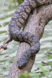 Garter snakes are one of the most common species of snake found in north america. Common Snakes Of Texas Texas Co Op Power