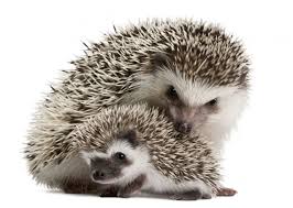 Pin Von Ich Bins Auf Fotos Niedliche Igel Tiere Igel
