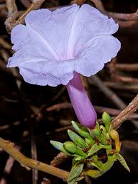 Image result for Ipomoea carnea