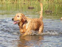 But, raising a golden retriever puppy can prompt lots of questions. Golden Retriever Rescues In Wisconsin Adopt A Golden Retriever Near You Golden Hearts