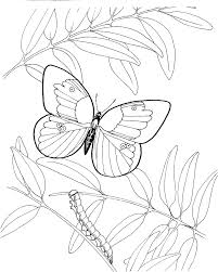 A caterpillar sunbathing in the sunshine coloring page to color, print and download for free along with bunch of favorite caterpillars coloring page for kids. Caterpillar And Butterfly Coloring Page Free Printable Coloring Pages For Kids