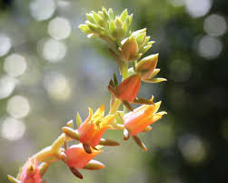 We did not find results for: Echeveria Flowers Shaped Like A Crown Orange Yellow Succulent Stonecrop Orpine Plant Crassulaceae Pxfuel