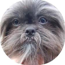 Check spelling or type a new query. Blue Colored Shih Tzu Shih Tzu Puppy Shitzu Puppies Shitzu Dogs