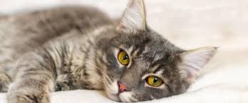 In fact, research has shown that pet therapy can have often profound benefits during chemotherapy if appropriate precautions are taken. Cats Articles And Information Harlingen Veterinary Clinic