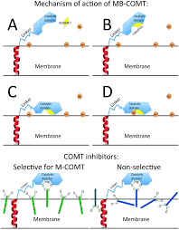 Image result for COMT Inhibitor