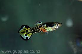 Types Of Guppies The Guppy Poecilia Reticulata Also Known As Millionfish And Rainbow Fish Is One Of The W Pet Fish Aquarium Fish Freshwater Aquarium Fish