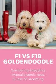 The goldendoodle is an affectionate and gentle dog that has gained popularity since he was first developed in 1990s. F1 Vs F1b Goldendoodle Which Is Best Comparing Coats