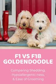 ♥ ♥ ♥ ♥ ♥ ♥ F1 Vs F1b Goldendoodle Which Is Best Comparing Coats