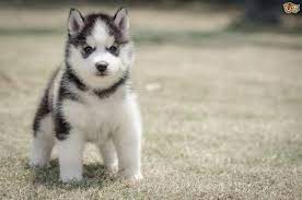 Siberian Husky Hereditary Health And Longevity Pets4homes