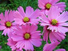 Cosmos Versailles Giant 4 Blooms With Broad Petals In Vibrant Shades Of Pink Crimson And White Fl Deer Resistant Plants Annual Flowers Deer Resistant Annuals