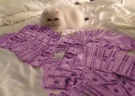 We did not find results for: 23 Things Instantly Improved By Glitter Cats Money Cat Kitten Gif