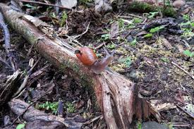 Últimas noticias de colombia y el mundo en @noticiascaracol, primero en noticias. El Misterio De Una Extincion Halla Un Aliado En Un Caracol Con Una Computadora A Cuestas The New York Times