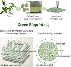 Maybe you would like to learn more about one of these? Green Bioprinting Extrusion Based Fabrication Of Plant Cell Laden Biopolymer Hydrogel Scaffolds Iopscience