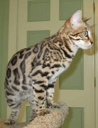 Ragdoll kittens for sale in michigan; Auroralights Bengals Of Michigan Home