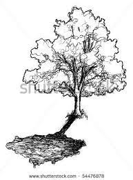 Tree Drawing Tree Illustration Shadow Drawing