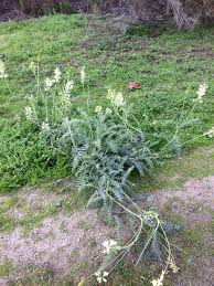 Pin By Sybyl Yacuzzo On Wild Flowers San Diego County Wild Flowers Plants San Diego County