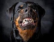 Bambino Di 2 Anni Azzannato Da Un Rottweiler A Milano