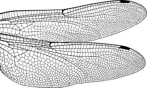 Black And White Insect With Wings Uk Dragonfly Wing Bug Insect Fly Nature Damse Dragonfly Wings Dragonfly Dragonfly Images