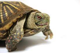 Their growth is directly affected by the amount of food, types of food, water, illness, and more. 7 Things Teddy The Ornate Box Turtle Wants You To Know About Him Dickinson County Conservation Board