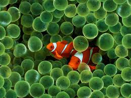 Google Image Result For Http Apbioeast Wikispaces Com File View Clown Fish An Clown Fish Sea Animals Beautiful Fish