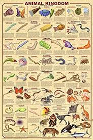 animal kingdom ii poster 24x36 with new classifications