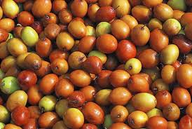 Image result for Ziziphus mauritiana