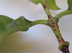 Image result for puklice na pokojových rostlinách obrázek